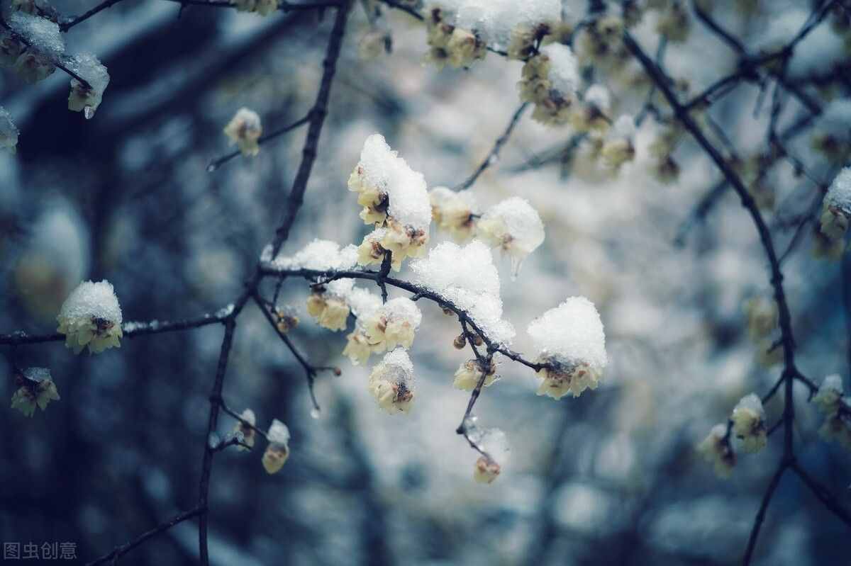 疏影横斜水清浅，暗香浮动月黄昏：读最美的诗，爱最美的人