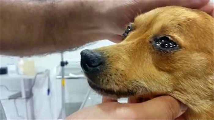 狗狗哭泣的四种原因，抖音上被揍阿拉斯加的抽泣，很可能是疾病