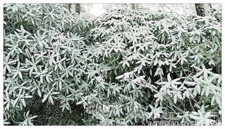 雪韵黄山：五岳归来不看山，黄山归来不看岳