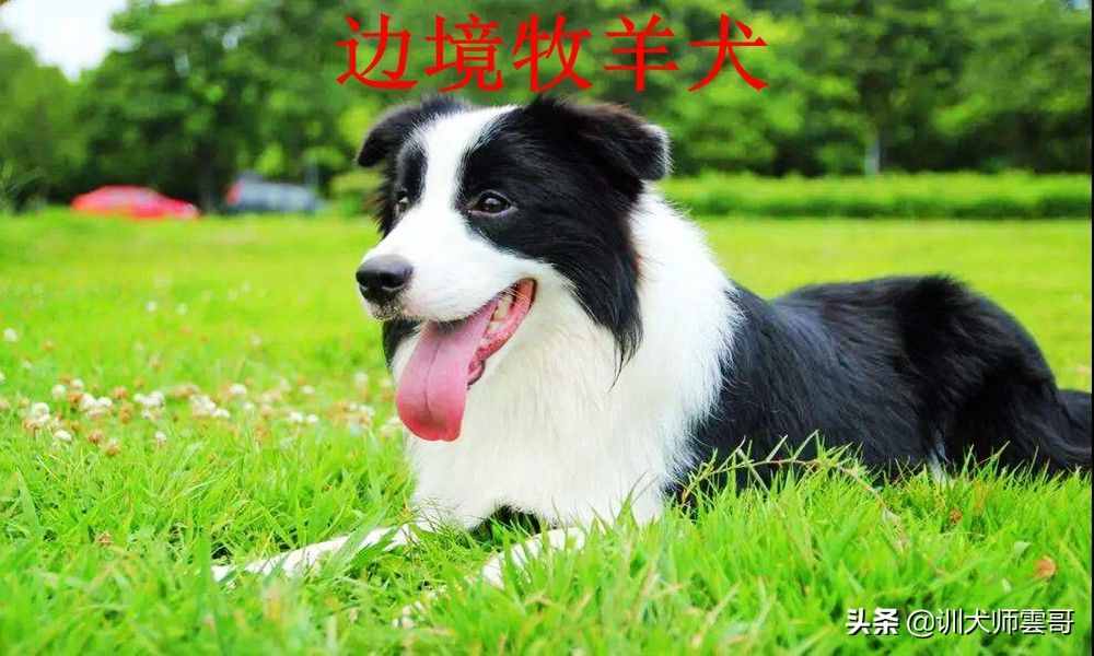 盘点最常见的10大牧羊犬，你更喜欢哪一种？