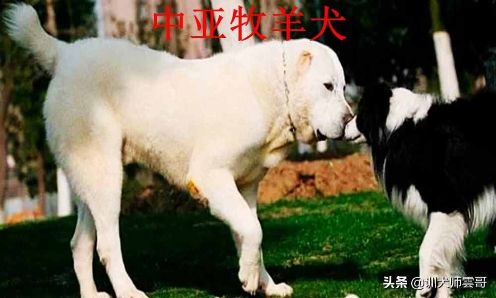 盘点最常见的10大牧羊犬，你更喜欢哪一种？