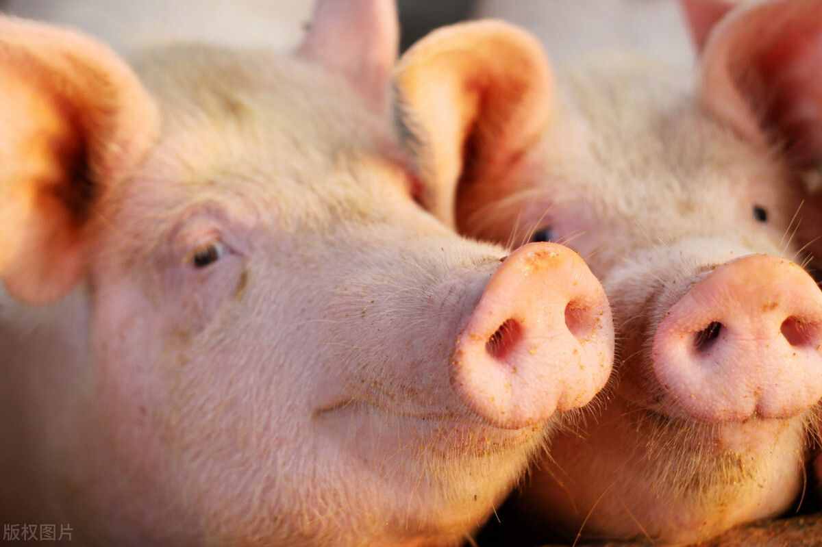还有9天！中南6省生猪将禁运，会对猪价、肉价格局造成哪些影响