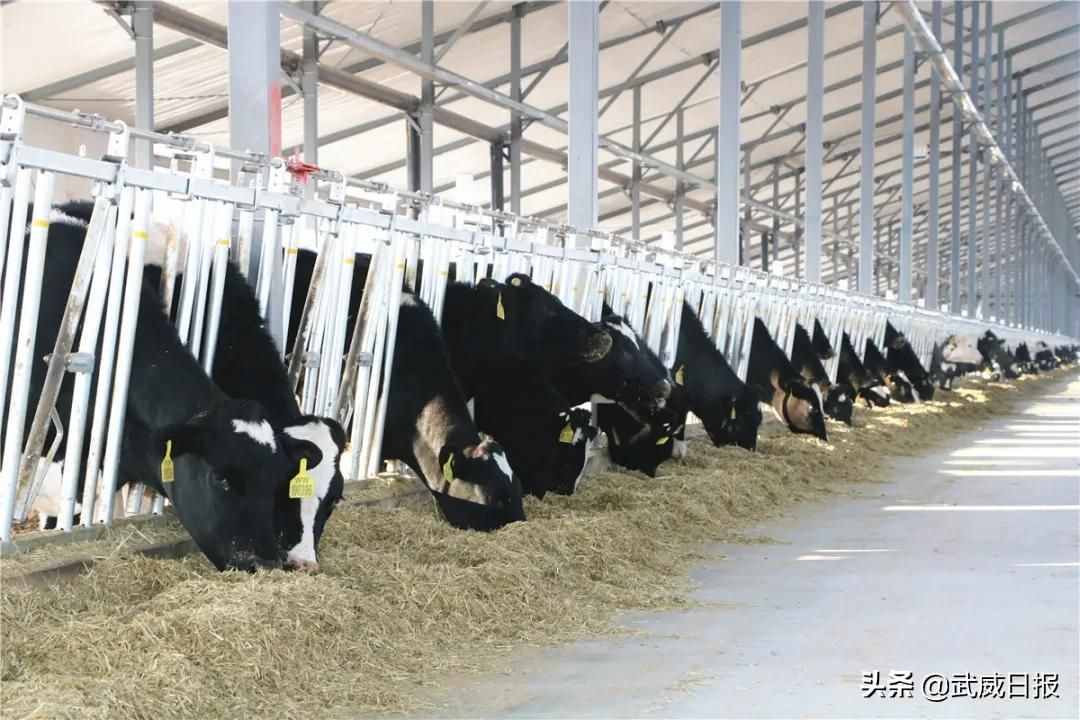 武威优然牧业12000头奶牛养殖示范园建成投运