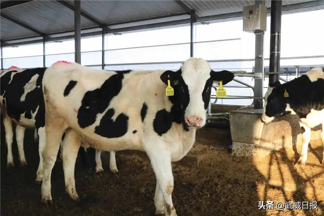 武威优然牧业12000头奶牛养殖示范园建成投运