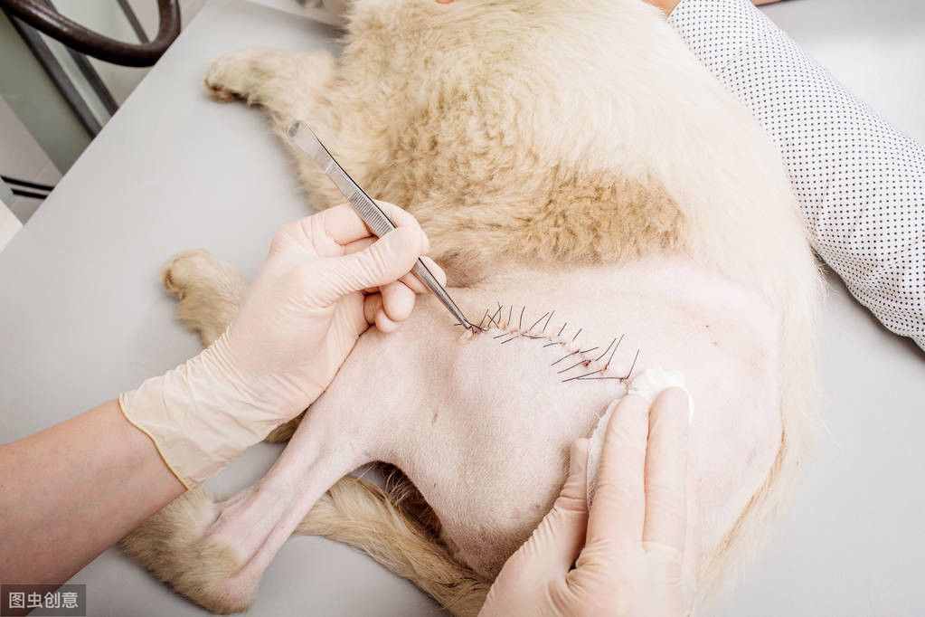 猫狗外科手术为啥不用局部麻醉，宠物医生：我也想用可实力不容许