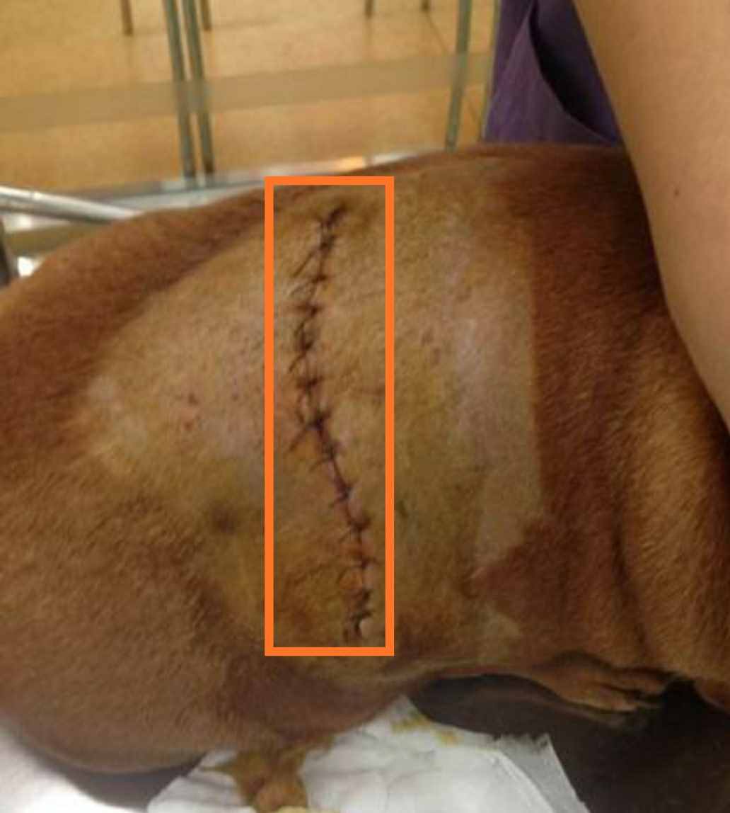 猫狗外科手术为啥不用局部麻醉，宠物医生：我也想用可实力不容许
