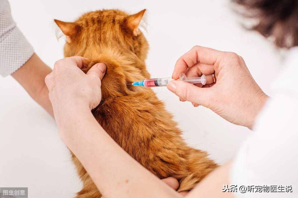 猫狗外科手术为啥不用局部麻醉，宠物医生：我也想用可实力不容许