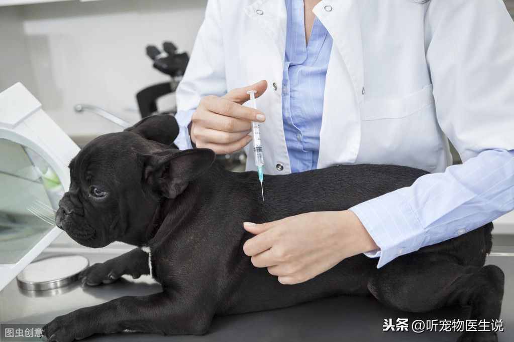 猫狗外科手术为啥不用局部麻醉，宠物医生：我也想用可实力不容许