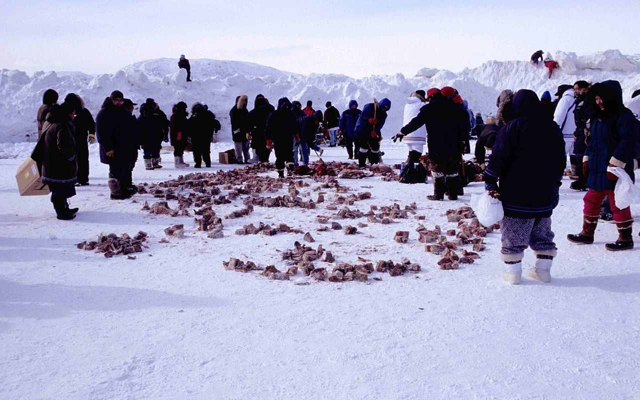 极地的爱斯基摩人一辈子吃生肉，是基因突变，还是突破人类极限？