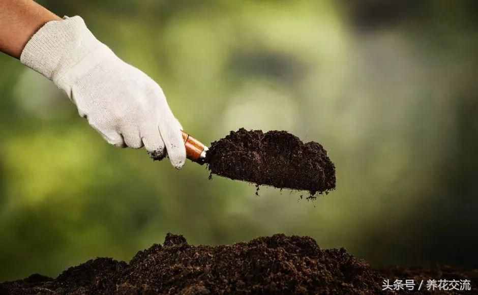 如何准备适合植物花卉生长的有机土壤，还能种出健康的蔬菜园