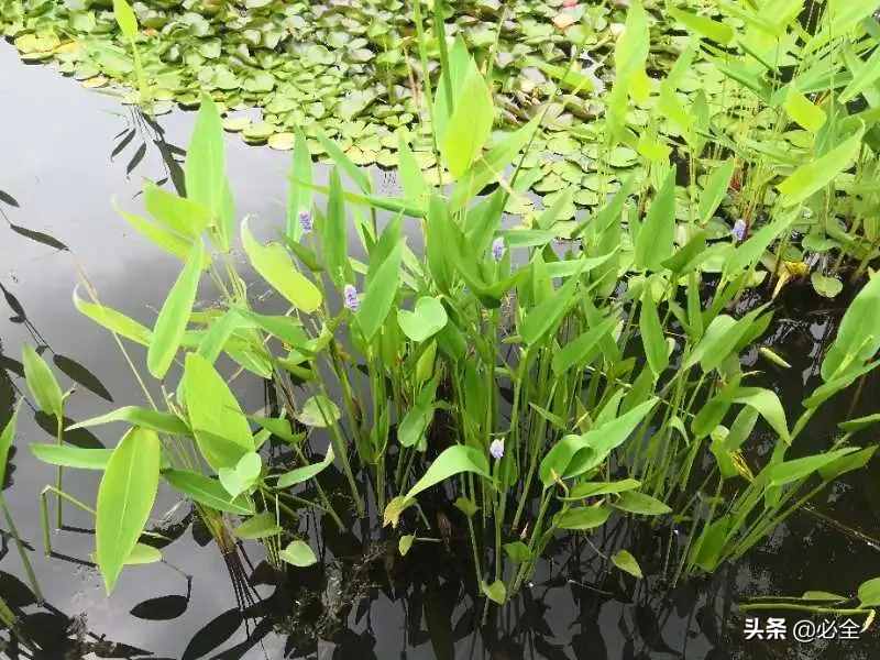水生植物的分类你知道多少？