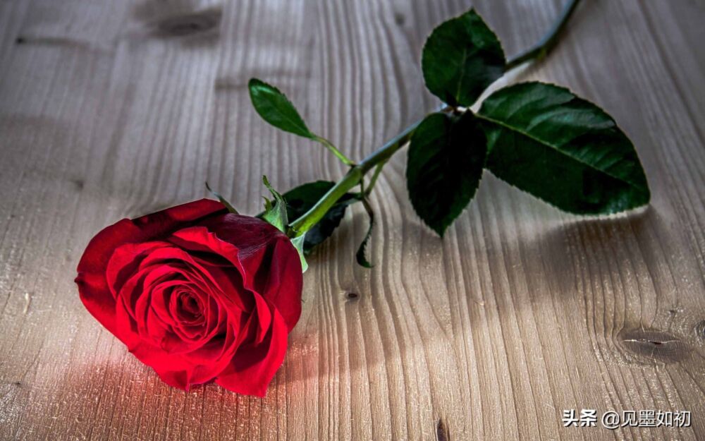 999朵红玫瑰代表无尽的爱