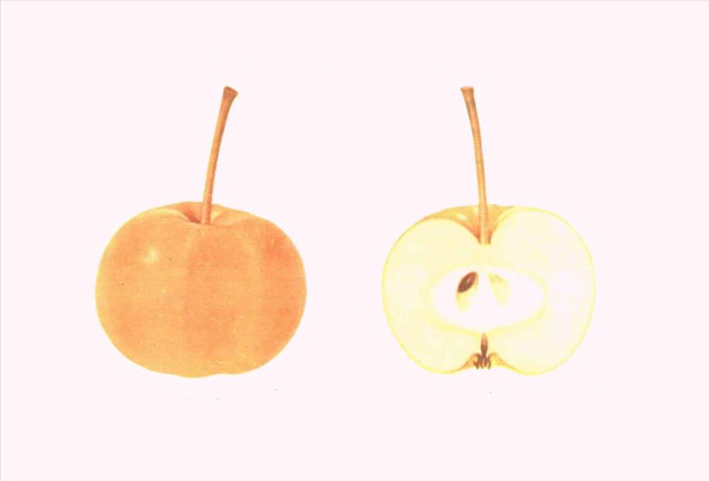 8个比核桃还要小的“童年小苹果”：哪一个印象更深刻？