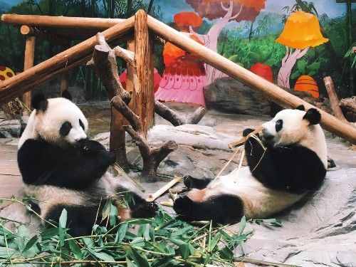 中国最大的野生动物园：门票最贵！口碑最好！最值得一去