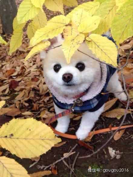日本最火博美犬，狗狗俊介的日常