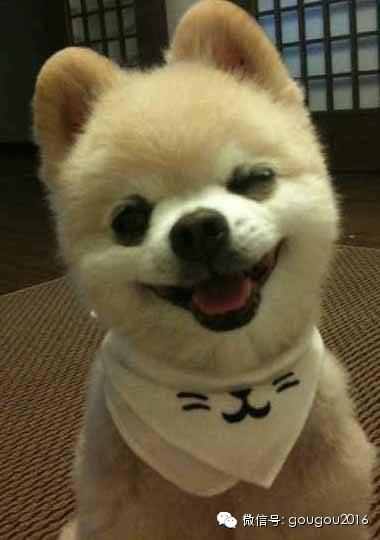 日本最火博美犬，狗狗俊介的日常