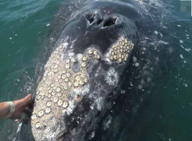 海洋中，遭人唾弃的藤壶有多可怕？看看鲸鱼和海龟的下场就懂了