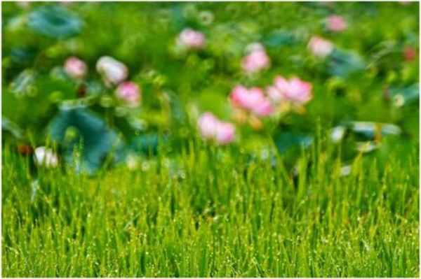 阳春三月：草树知春不久归，百般红紫斗芳菲