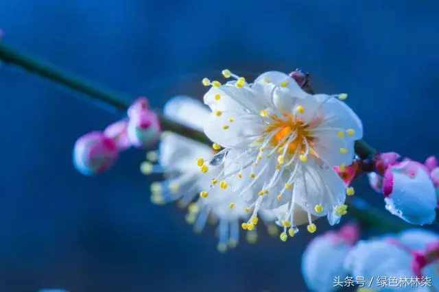 市花、市树的故事！击败樱花、荷花，成为武汉市花，梅花它凭啥？