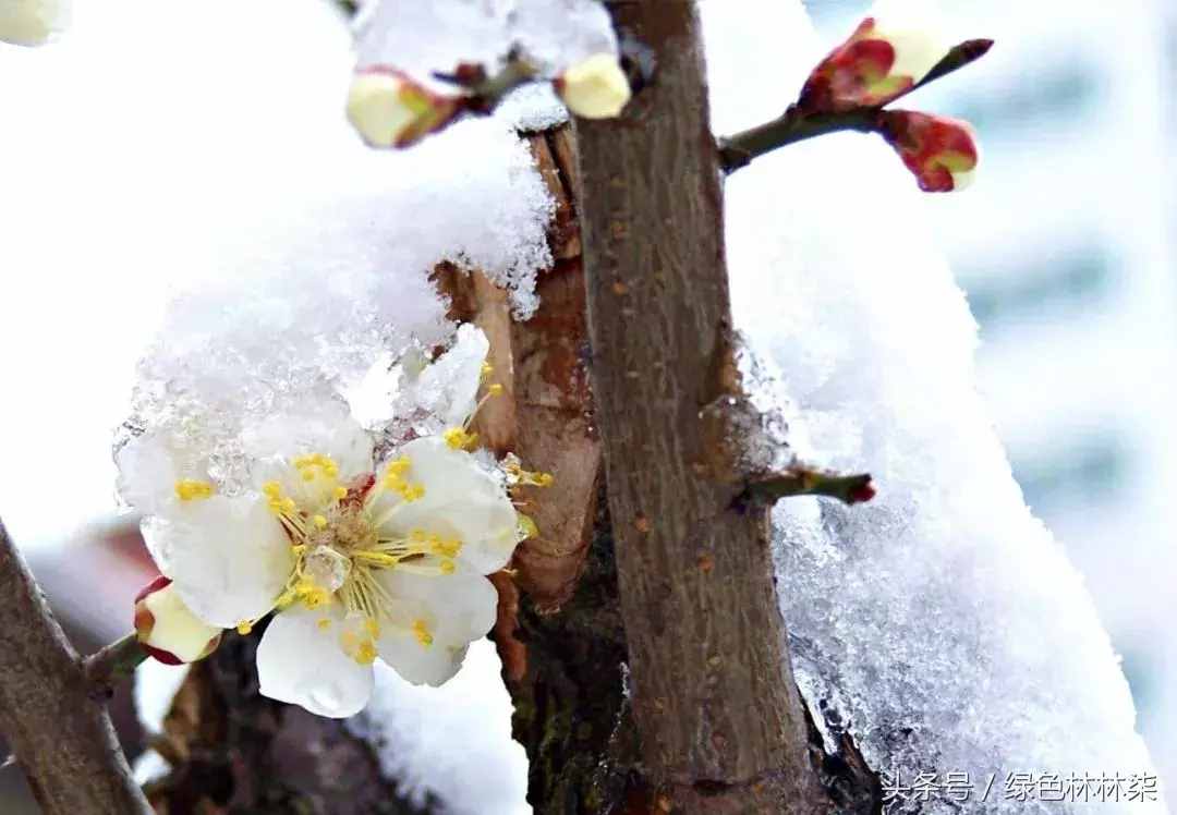 市花、市树的故事！击败樱花、荷花，成为武汉市花，梅花它凭啥？