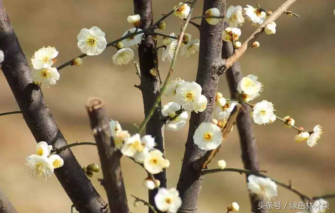 市花、市树的故事！击败樱花、荷花，成为武汉市花，梅花它凭啥？