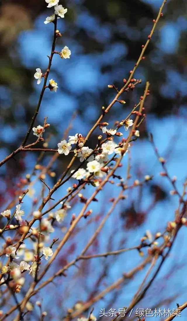 市花、市树的故事！击败樱花、荷花，成为武汉市花，梅花它凭啥？