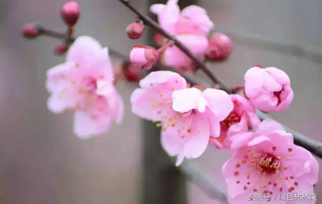 市花、市树的故事！击败樱花、荷花，成为武汉市花，梅花它凭啥？