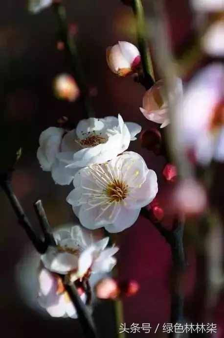 市花、市树的故事！击败樱花、荷花，成为武汉市花，梅花它凭啥？