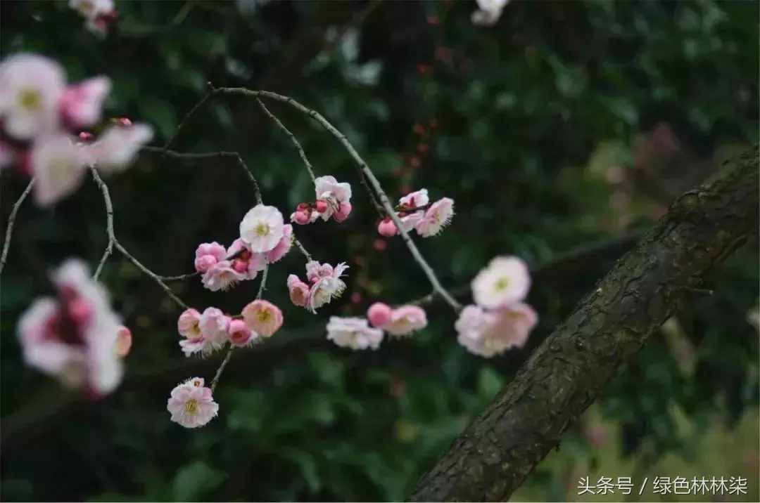 市花、市树的故事！击败樱花、荷花，成为武汉市花，梅花它凭啥？