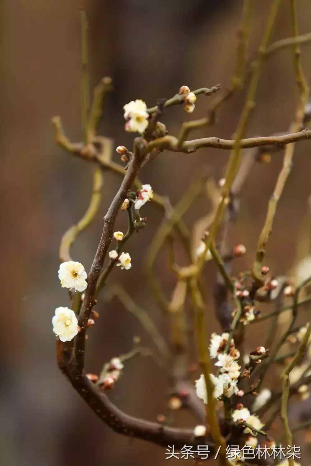 市花、市树的故事！击败樱花、荷花，成为武汉市花，梅花它凭啥？