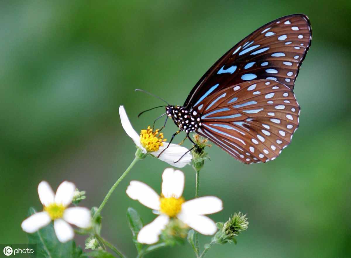 蝴蝶发现花蜜是靠什么？