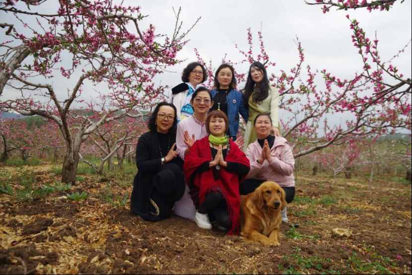 杨向红：阳春三月，丽江雪桃花开成海