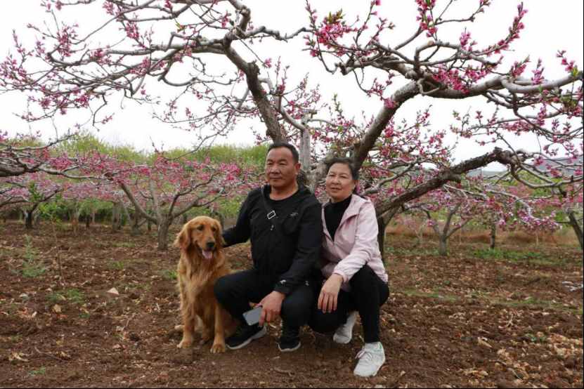 杨向红：阳春三月，丽江雪桃花开成海