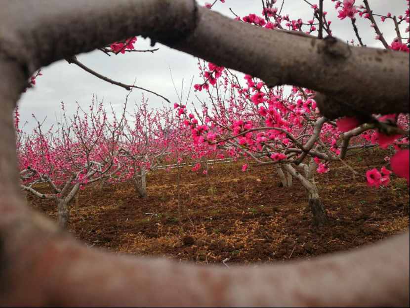 杨向红：阳春三月，丽江雪桃花开成海