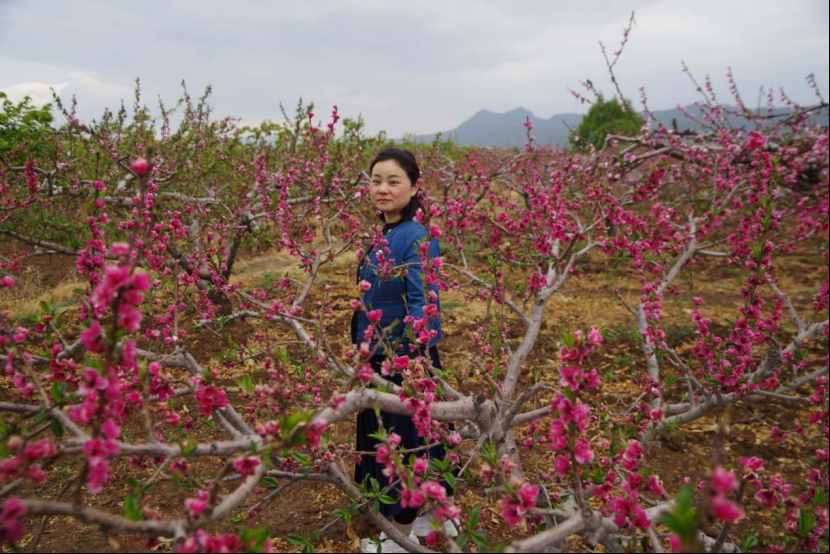 杨向红：阳春三月，丽江雪桃花开成海