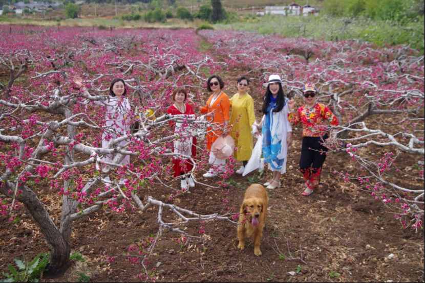 杨向红：阳春三月，丽江雪桃花开成海