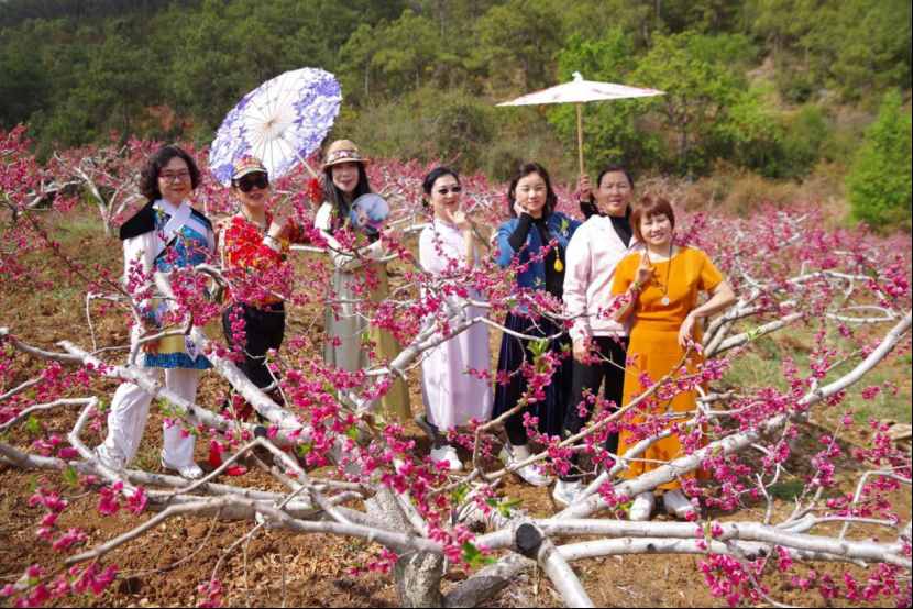 杨向红：阳春三月，丽江雪桃花开成海