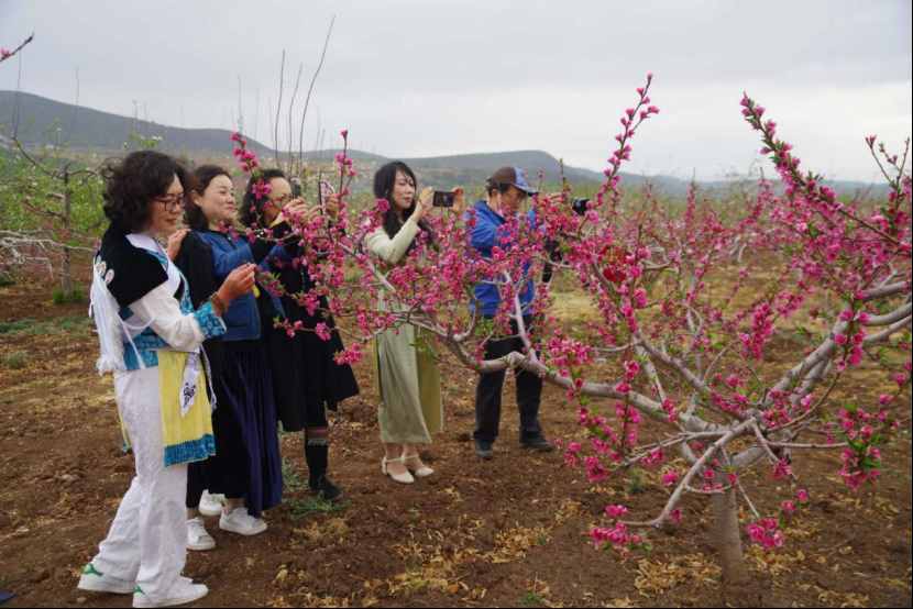 杨向红：阳春三月，丽江雪桃花开成海