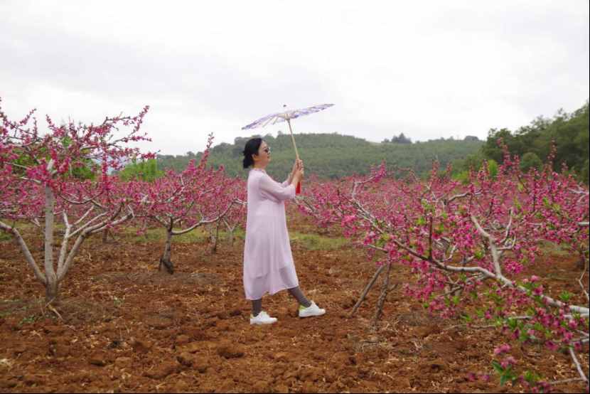 杨向红：阳春三月，丽江雪桃花开成海