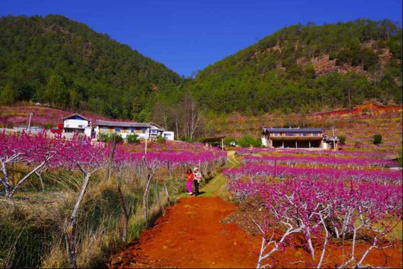 杨向红：阳春三月，丽江雪桃花开成海