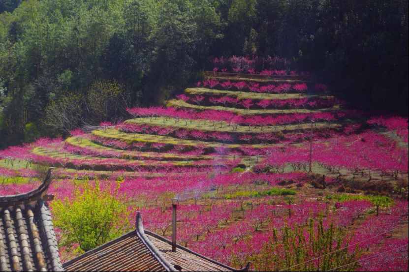 杨向红：阳春三月，丽江雪桃花开成海