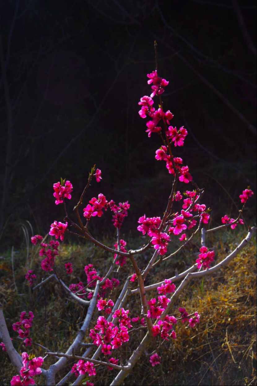 杨向红：阳春三月，丽江雪桃花开成海