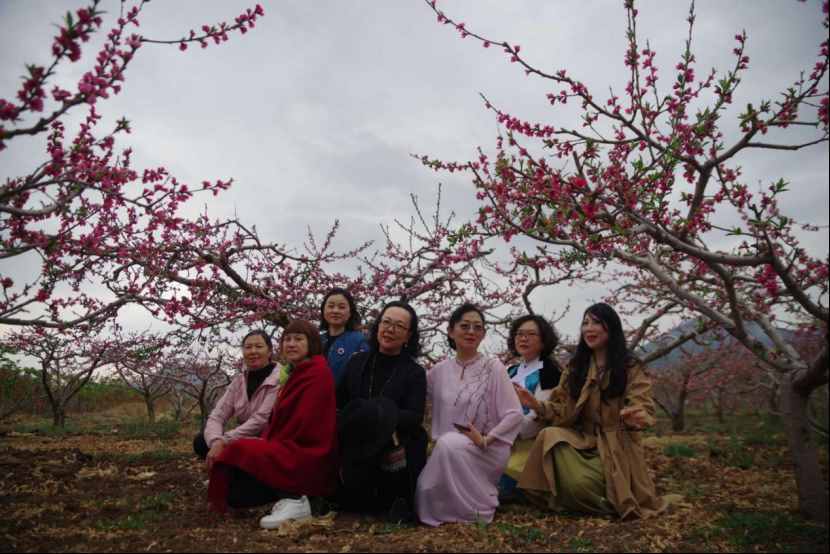 杨向红：阳春三月，丽江雪桃花开成海