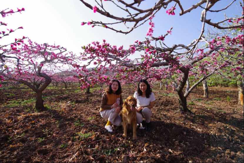 杨向红：阳春三月，丽江雪桃花开成海