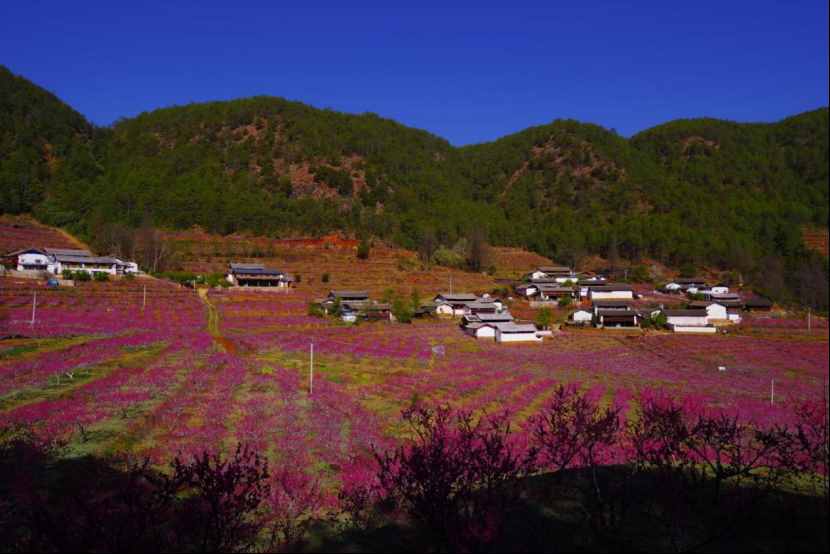 杨向红：阳春三月，丽江雪桃花开成海