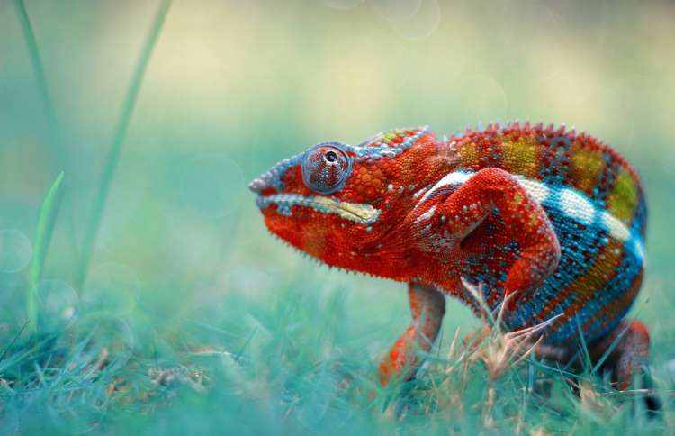 自然界二十种最色彩斑斓的动物，你见到过几种？