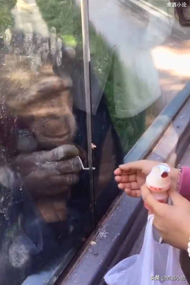 猩球崛起？动物园黑猩猩自备吸管喝游客饮料，平常把吸管藏在身上