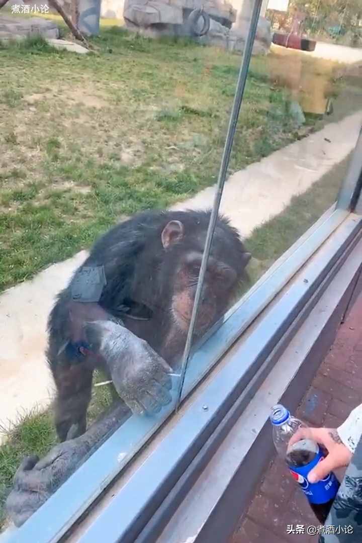 猩球崛起？动物园黑猩猩自备吸管喝游客饮料，平常把吸管藏在身上