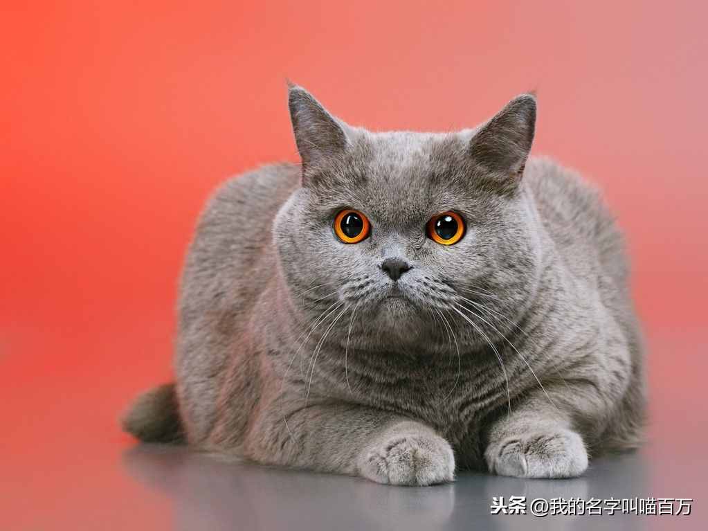 宠物猫的品种及价格大全，看完后都想买一只回家养