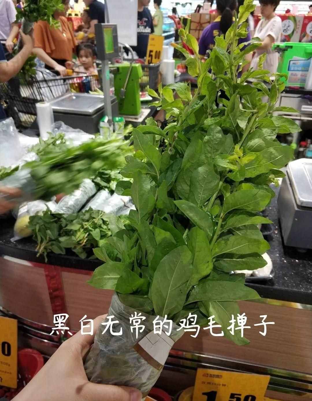 出门挖点野菜，回来栽盆里就生根，摘点做菜，美味又败火